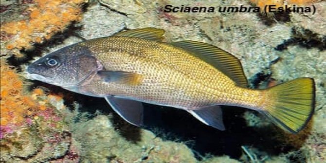 Foça'da 24 familyaya ait 50 tür tanımlandı!