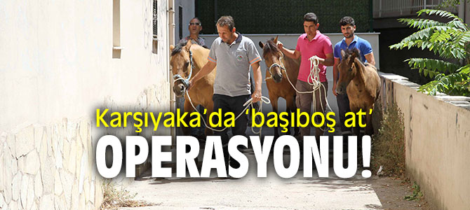 Karşıyaka Belediyesi ‘başıboş atları' topladı!