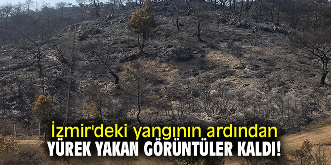 İzmir'deki yangının ardından yürek yakan görüntüler kaldı!