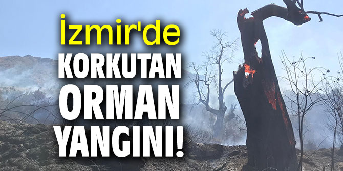 Son dakika! İzmir'de korkutan orman yangını!