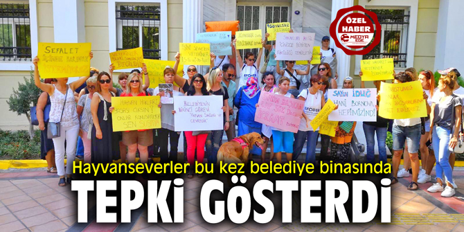 Hayvanseverler bu kez belediye binasında tepki gösterdi