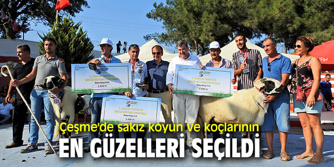 Ovacık Tarım ve Sakız Koyunu Festivali'nde sakız koyun ve koçlarının en güzelleri seçildi