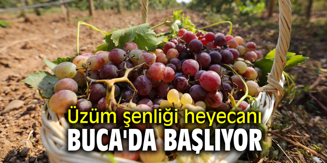 Üzüm şenliği heyecanı Buca'da başlıyor