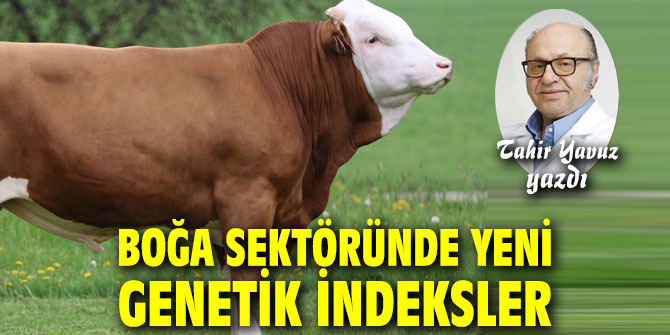 BOĞA SEKTÖRÜNDE YENİ GENETİK İNDEKSLER
