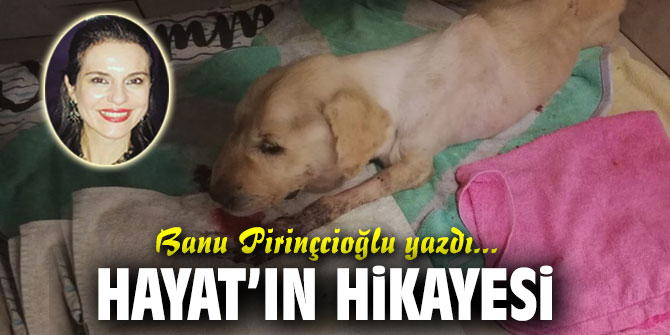 HAYAT’IN HİKAYESİ