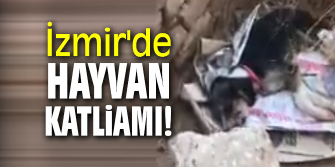İzmir'de hayvan katliamı!