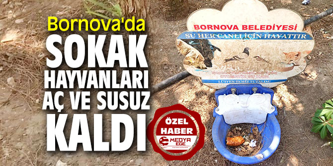 Bornova'da sokak hayvanları aç ve susuz kaldı