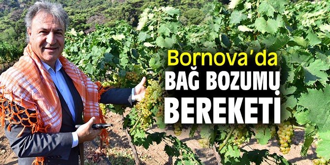 Başkan İduğ, misket salkımlarını işçilerle birlikte topladı