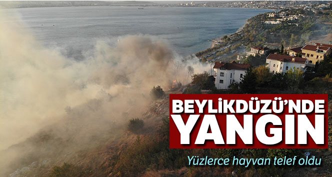350 tane tavuk telef oldu.