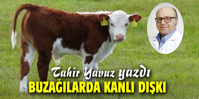 BUZAĞILARDA KANLI DIŞKI﻿