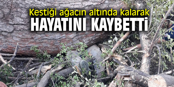 Kestiği ağacın altında kalarak hayatını kaybetti