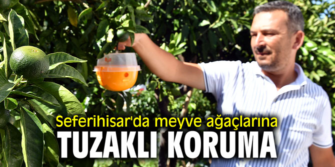 Seferihisar'da meyve ağaçlarına tuzaklı koruma