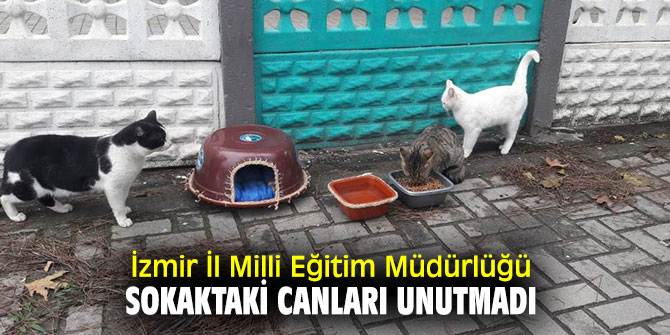 Sokaktaki Canları Unutulmadı!