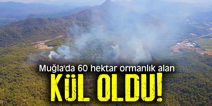 Muğla'da 60 hektar ormanlık alan kül oldu!