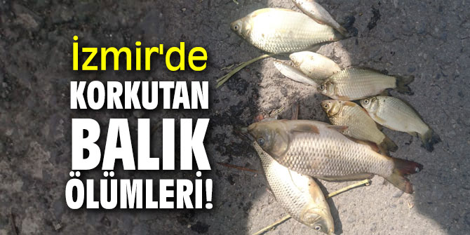 İzmir'de korkutan balık ölümleri!