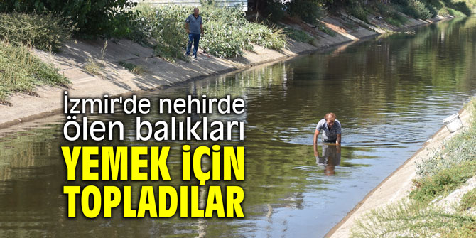 İzmir'de nehirde ölen balıkları yemek için topladılar