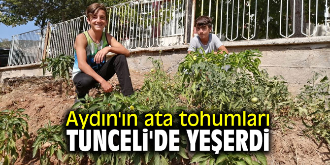 Aydın'ın ata tohumları Tunceli'de yeşerdi