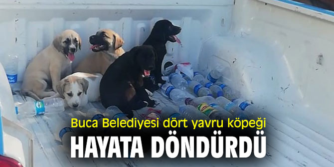 Buca Belediyesi dört yavru köpeği hayata döndürdü