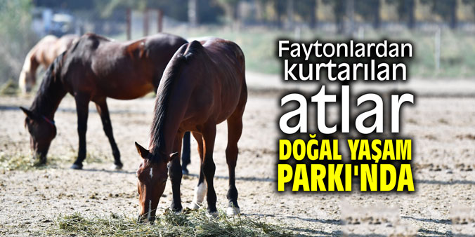 Faytonlardan kurtarılan atlar Doğal Yaşam Parkı'nda