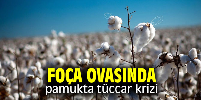 Foça Ovasında pamukta tüccar krizi