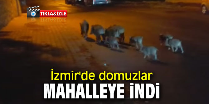 İzmir'de domuzlar mahalleye indi