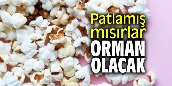 Patlamış mısırlar orman olacak