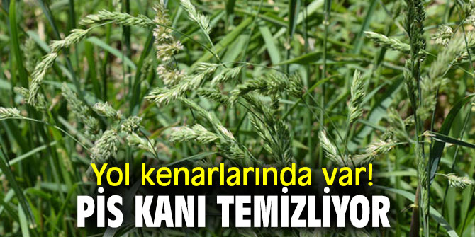 Yol kenarlarında var! Pis kanı temizliyor...