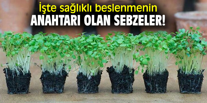 İşte sağlıklı beslenmenin anahtarı olan sebzeler!