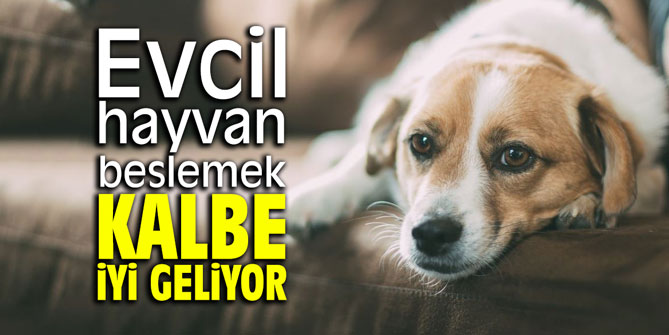 Evcil hayvan beslemek kalbe iyi geliyor