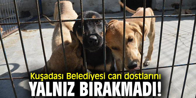 Kuşadası'nda can dostlar yalnız değil!