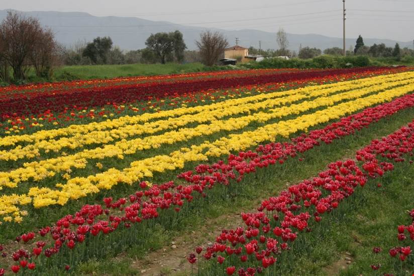 Bayındır’da çiçek ve tarih iç içe