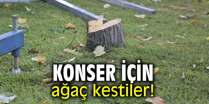 Konser için ağaç kestiler!