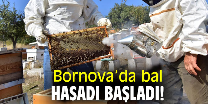 Bornova’da arılıkta bal sağımı başladı!