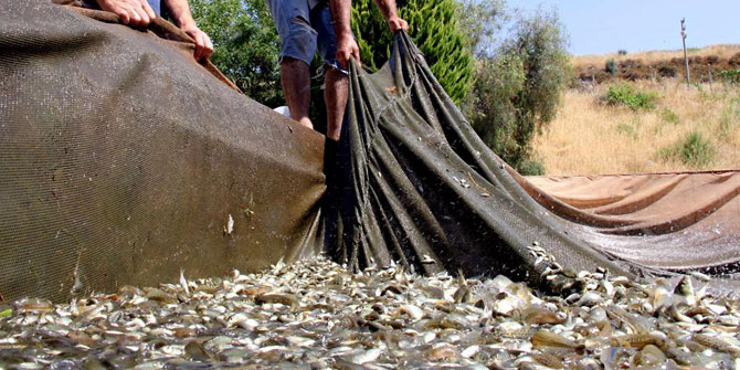 DSİ İzmir, balıkçıkların yüzünü güldürdü!