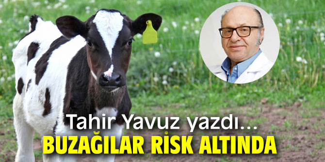 BUZAĞILAR RİSK ALTINDA﻿