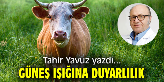 GÜNEŞ IŞIĞINA DUYARLILIK