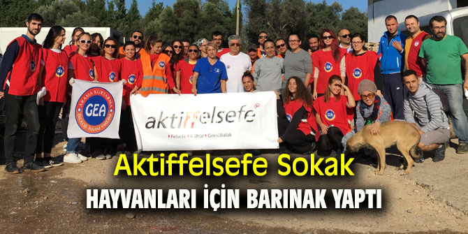 Aktiffelsefe sokak hayvanları için barınak yaptı