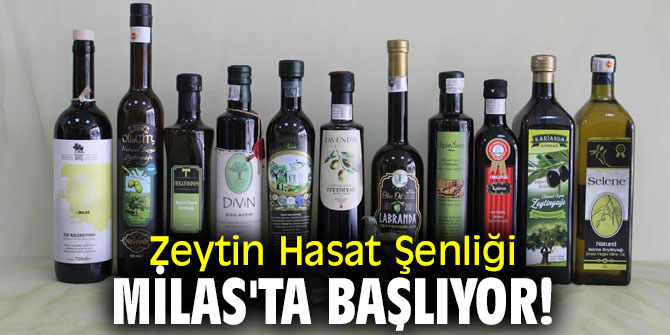Zeytin Hasat Şenliği Milas'ta başlıyor!