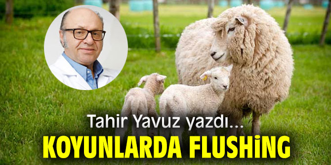Koyunlarda Flushing