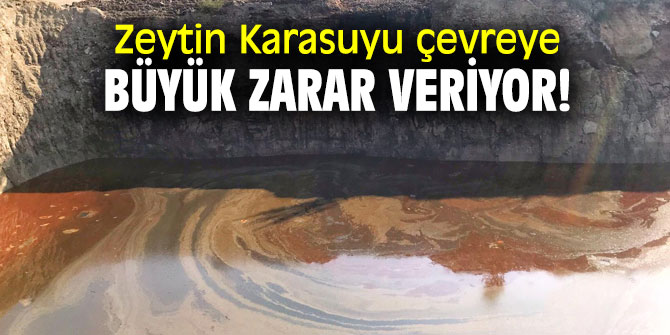 Zeytin Karasuyu çevreye büyük zarar veriyor!