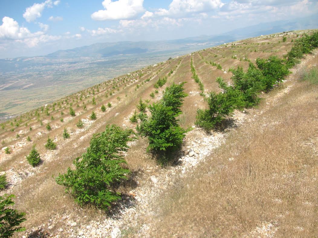 “Suyu düştüğü, toprağı oluştuğu yerde tut.”