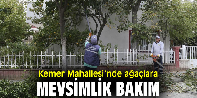 Efeler Belediyesi'nden ağaç bakımı!