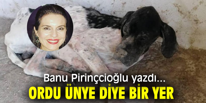 ORDU ÜNYE DİYE BİR YER