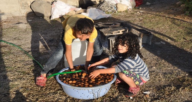 Ceviz ağaçlarında hasat başladı