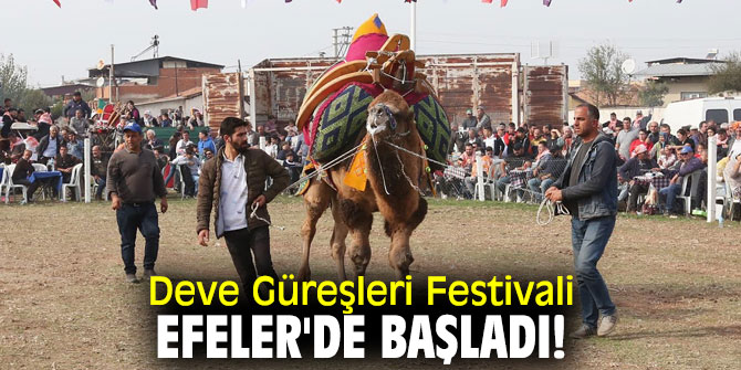 Deve Güreşleri Festivali Efeler'de başladı!