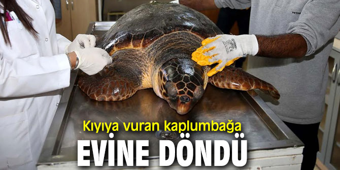 Karşıyaka Belediyesi'nden Kıyıya vuran kaplumbağa yardım