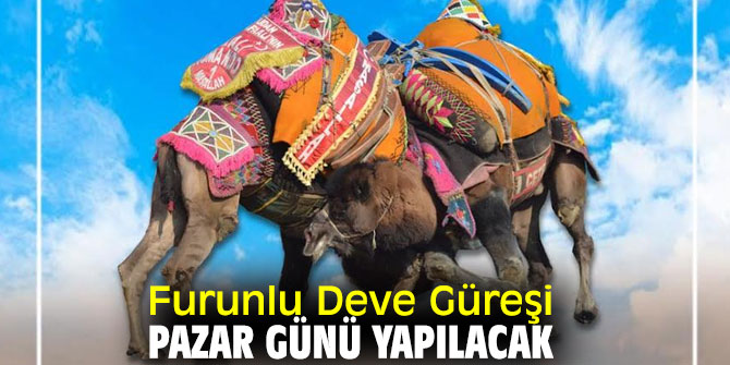 Furunlu Deve Güreşi Bayındır'da başlıyor!
