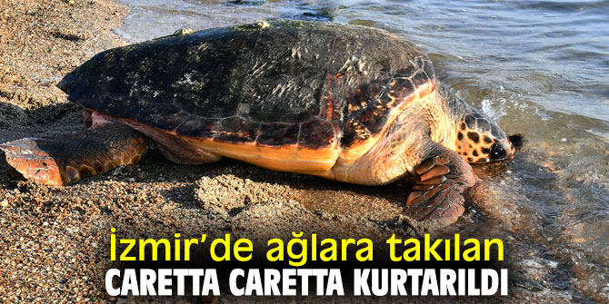 İzmir Körfezi’nde caretta caretta kurtarıldı