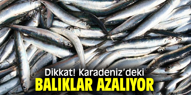 Dikkat! Bilinçsiz çaça avcılık Karadeniz'de balıkları azaltıyor