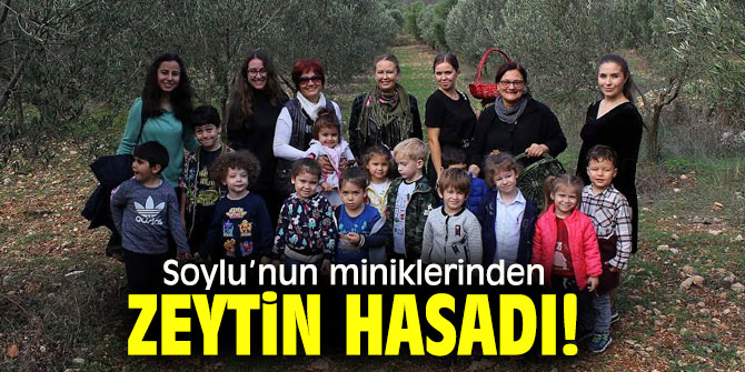 Soylu’nun miniklerinden zeytin hasadı!